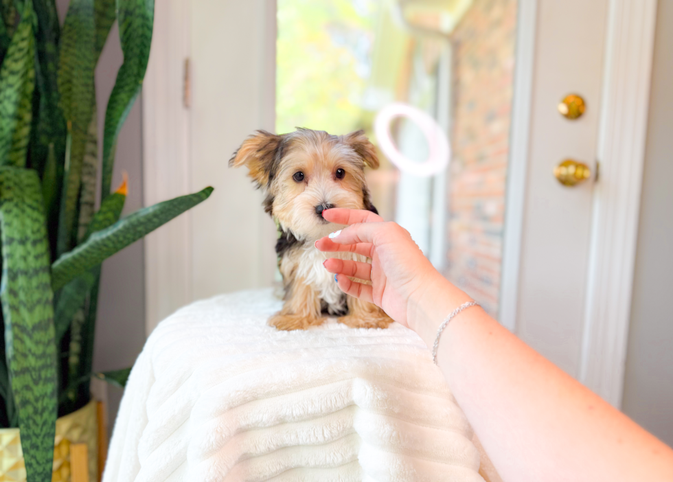 Yorkshire Terrier Puppy for Adoption