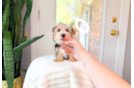 Cute Yorkshire Terrier Purebred Pup