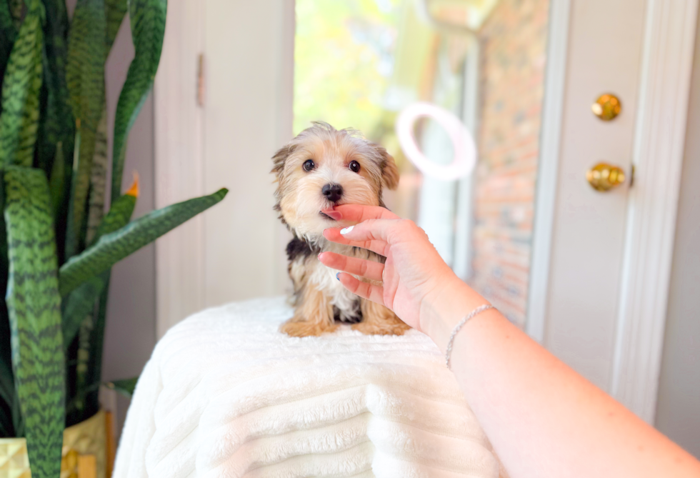 Cute Yorkshire Terrier Purebred Pup