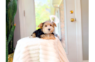 Cute Yorkie Purebred Puppy