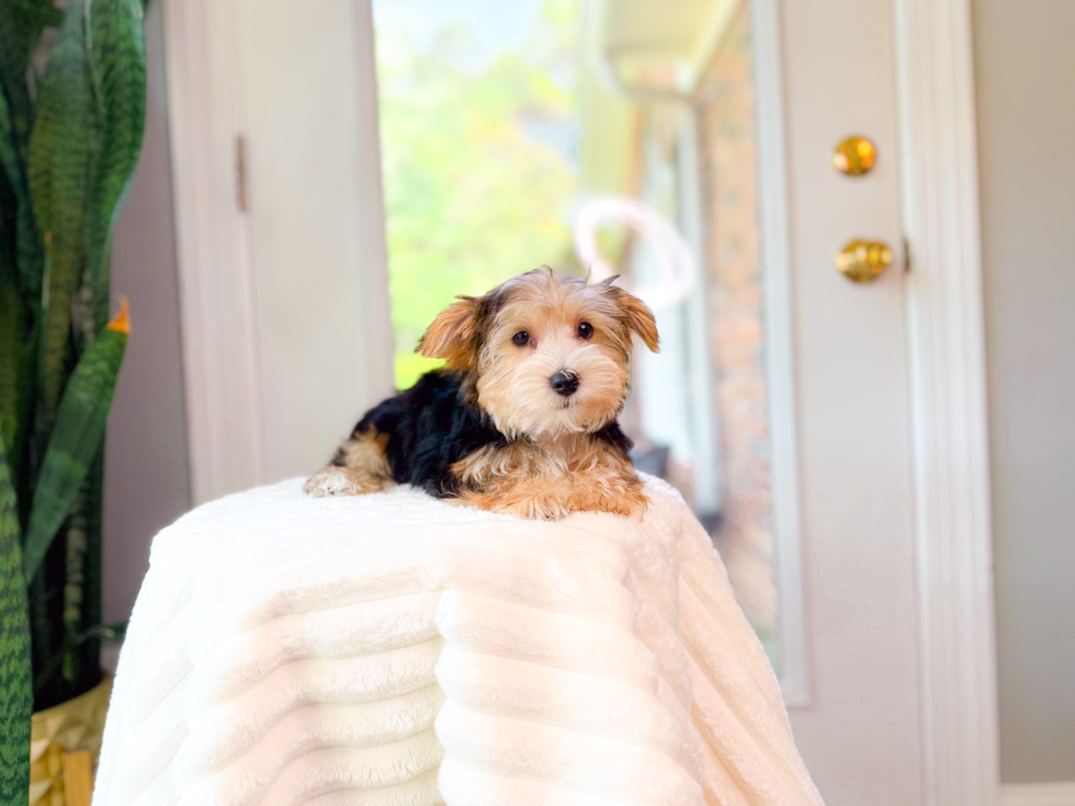 Cute Yorkie Purebred Puppy