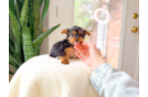 Best Yorkshire Terrier Baby