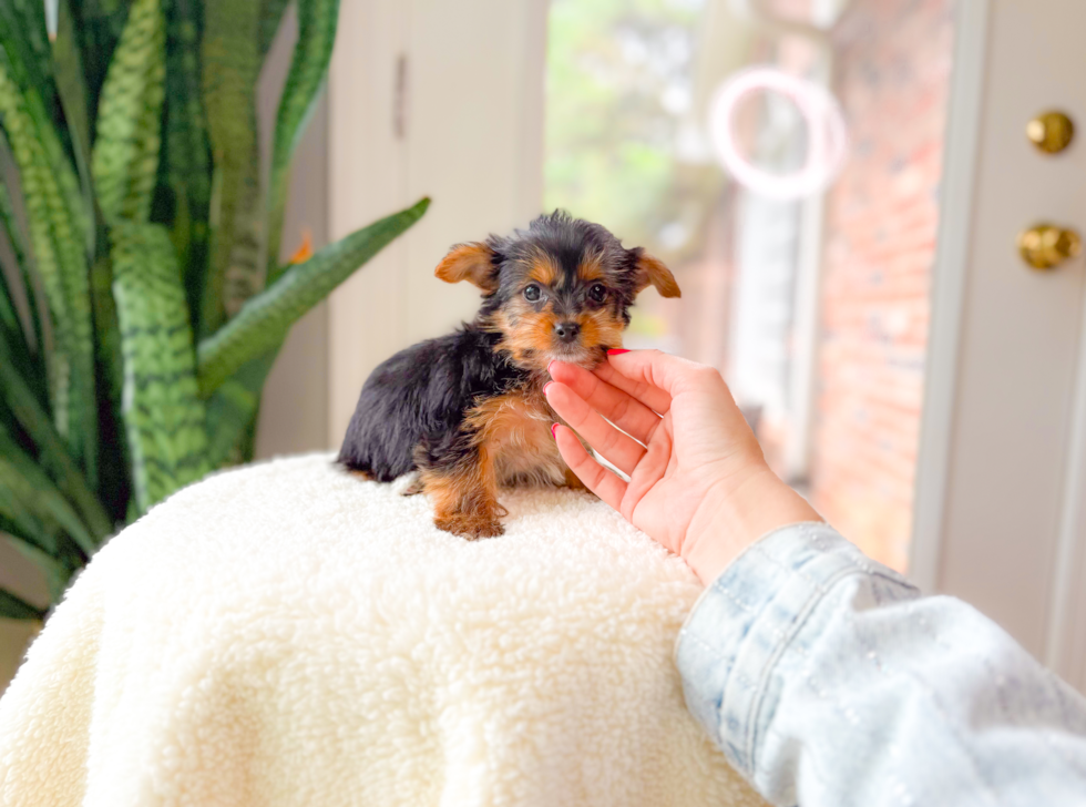 Best Yorkshire Terrier Baby