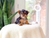 8 week old Yorkshire Terrier Puppy For Sale - Simply Southern Pups