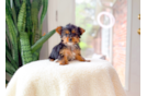 Cute Yorkshire Terrier Baby