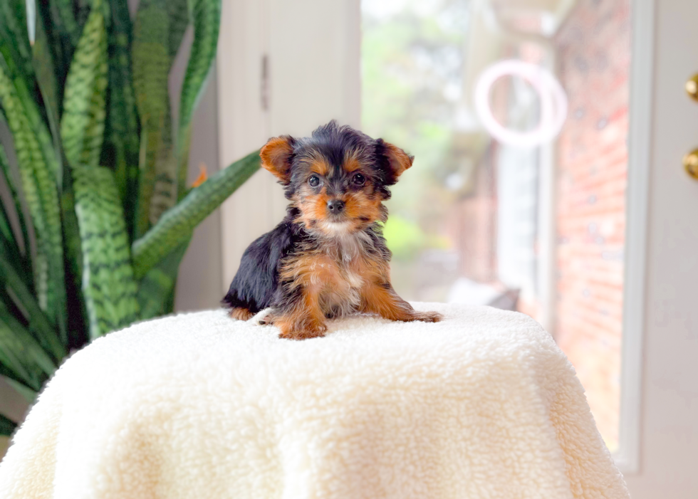Cute Yorkshire Terrier Baby