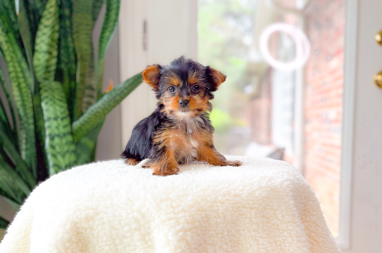 Cute Yorkshire Terrier Baby