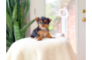 Yorkshire Terrier Pup Being Cute