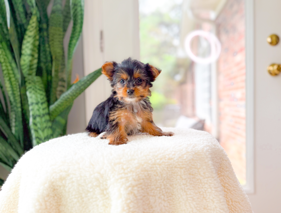 Yorkshire Terrier Pup Being Cute