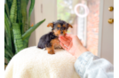 Best Yorkshire Terrier Baby