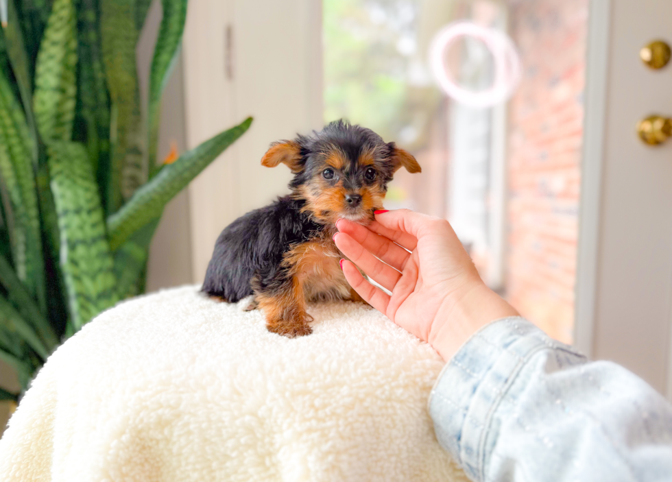 Best Yorkshire Terrier Baby