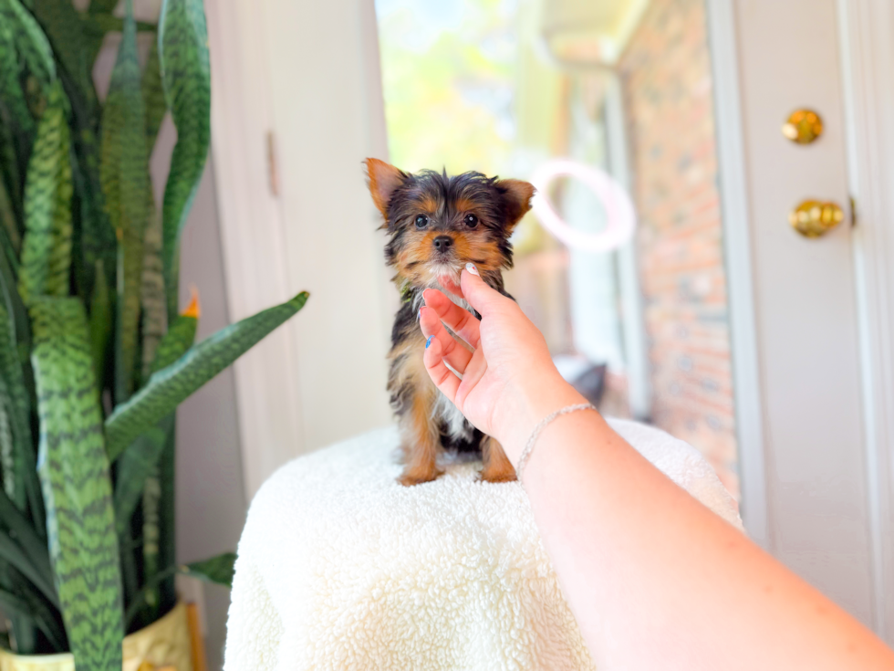 Cute Yorkie Purebred Puppy