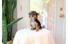 Best Yorkshire Terrier Baby