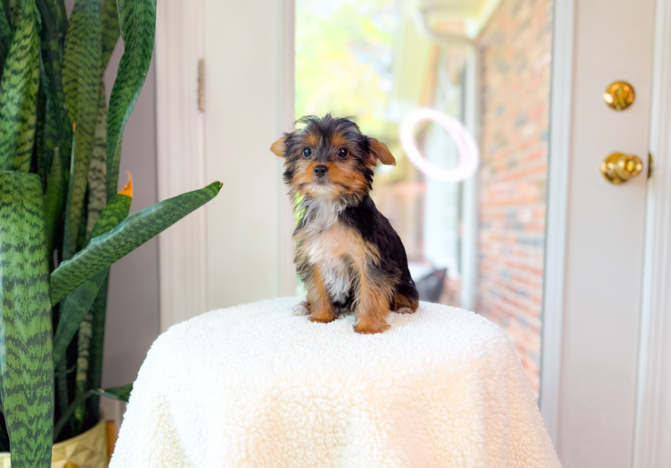 Best Yorkshire Terrier Baby