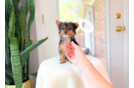 Yorkshire Terrier Pup Being Cute