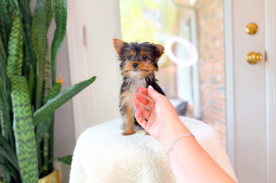 Yorkshire Terrier Pup Being Cute