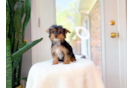 Yorkshire Terrier Puppy for Adoption