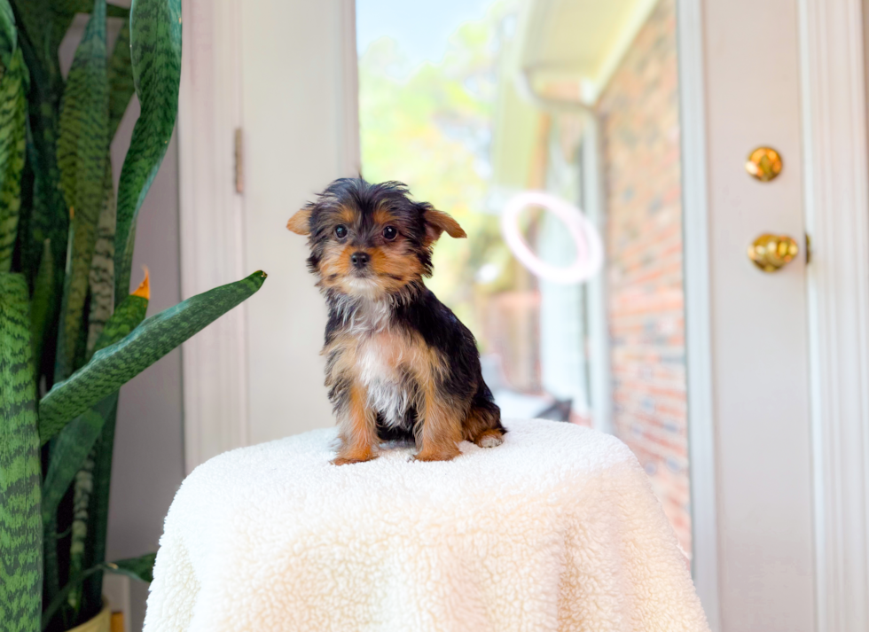 Yorkshire Terrier Puppy for Adoption
