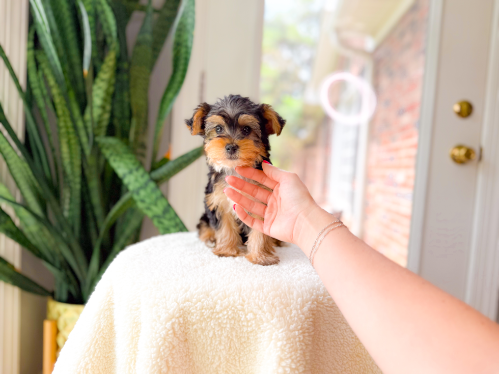 Best Yorkshire Terrier Baby