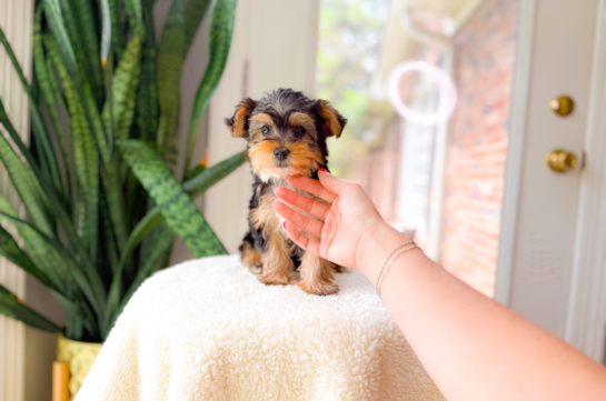 Best Yorkshire Terrier Baby
