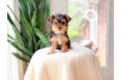 Best Yorkshire Terrier Baby