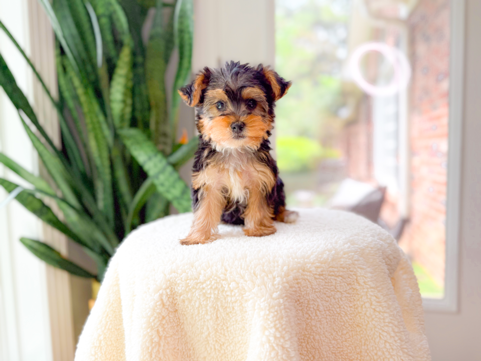 Best Yorkshire Terrier Baby