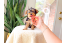 Yorkshire Terrier Puppy for Adoption