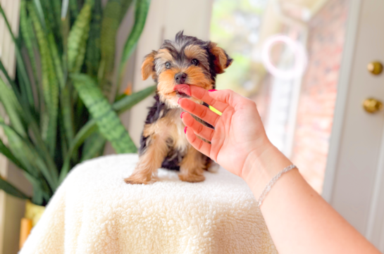 Yorkshire Terrier Puppy for Adoption