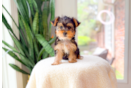 Cute Yorkshire Terrier Baby