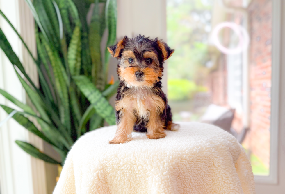 Cute Yorkshire Terrier Baby