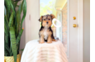 Yorkshire Terrier Pup Being Cute