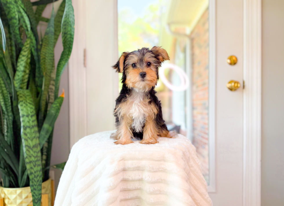 Yorkshire Terrier Pup Being Cute
