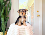 11 week old Yorkshire Terrier Puppy For Sale - Simply Southern Pups