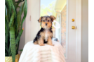 Yorkshire Terrier Puppy for Adoption