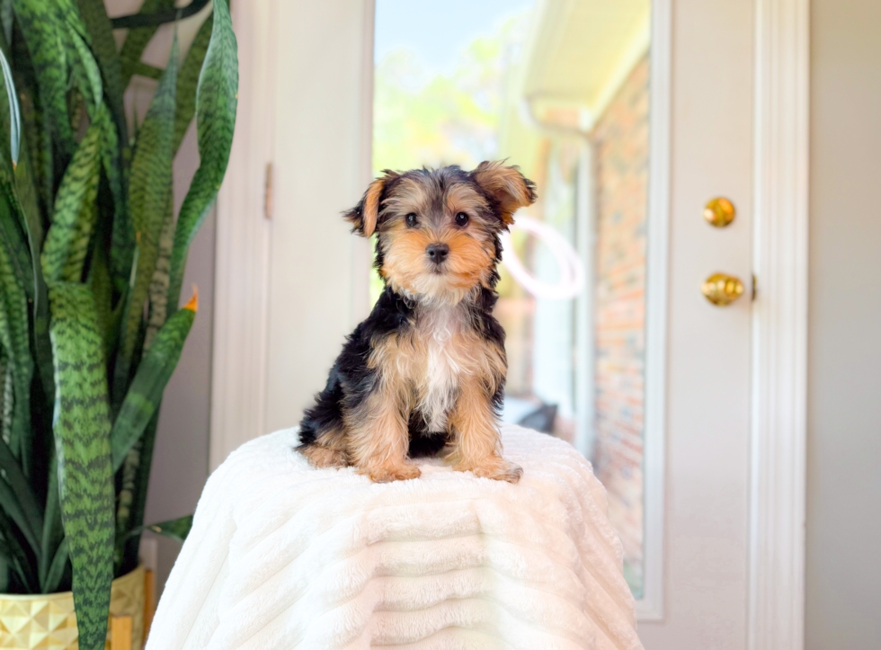 Yorkshire Terrier Puppy for Adoption