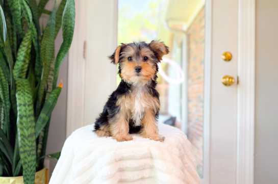 Yorkshire Terrier Puppy for Adoption