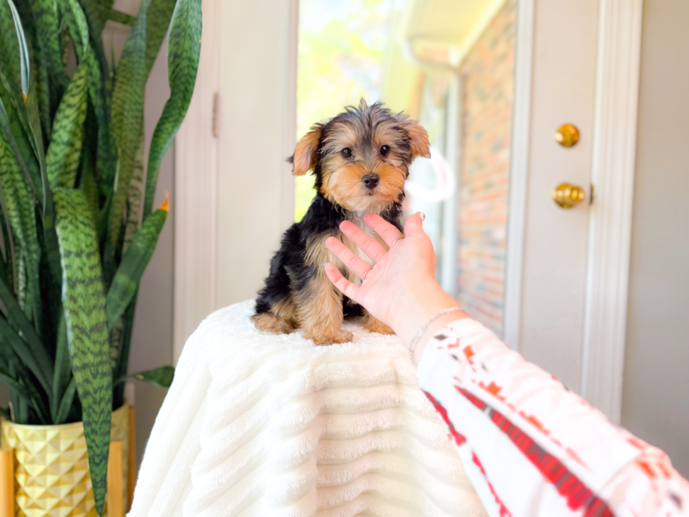 Cute Yorkie Purebred Puppy