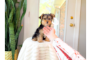 Yorkshire Terrier Pup Being Cute