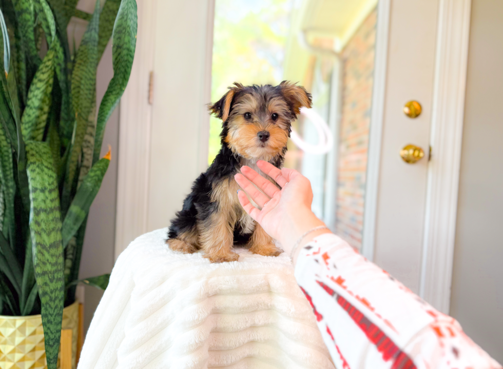Yorkshire Terrier Pup Being Cute