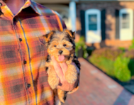 9 week old Yorkshire Terrier Puppy For Sale - Simply Southern Pups