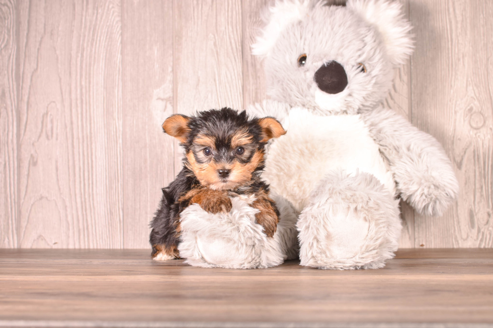 Yorkshire Terrier Pup Being Cute