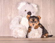 6 week old Yorkshire Terrier Puppy For Sale - Simply Southern Pups