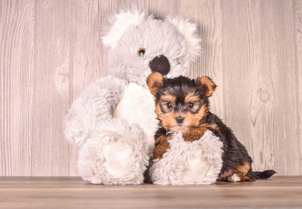 Cute Yorkshire Terrier Baby