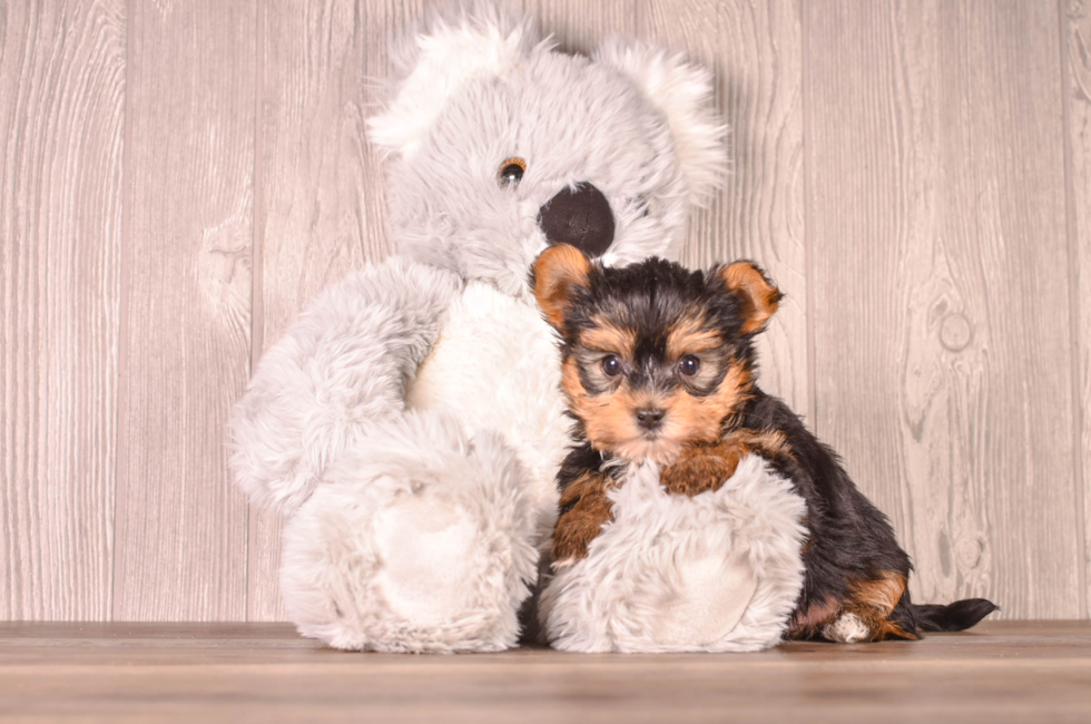 6 week old Yorkshire Terrier Puppy For Sale - Simply Southern Pups