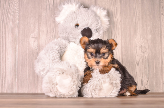 Cute Yorkshire Terrier Baby