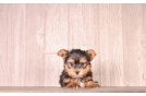 Yorkshire Terrier Pup Being Cute