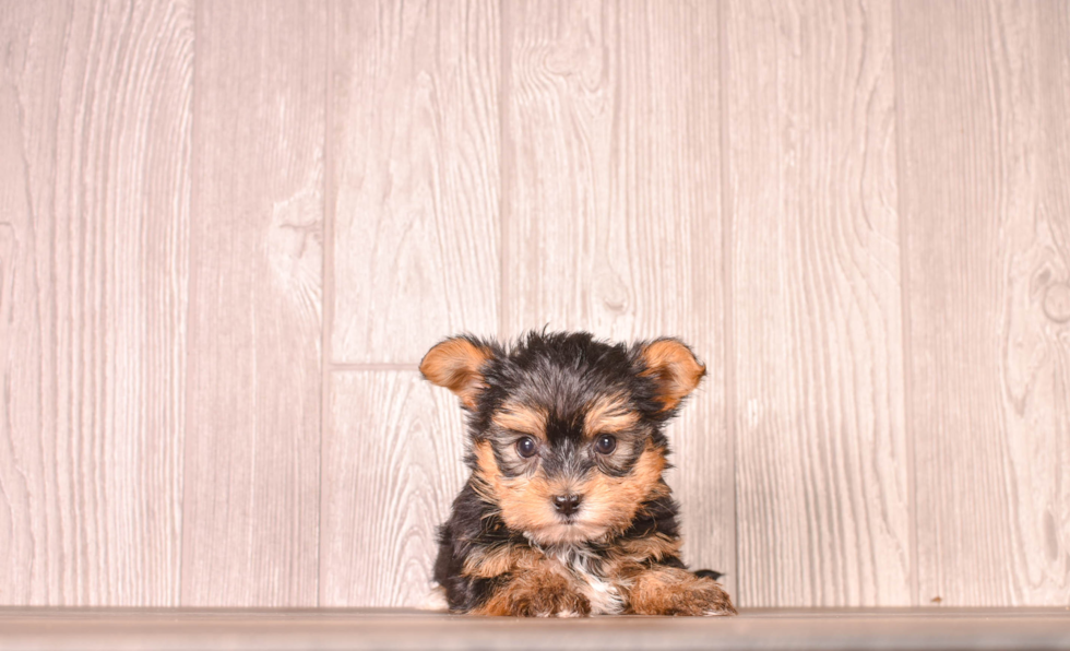 Yorkshire Terrier Pup Being Cute