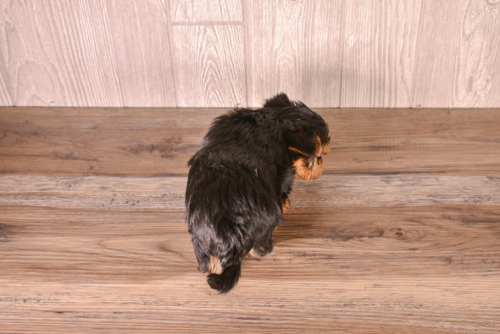 Best Yorkshire Terrier Baby