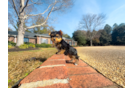 Cute Yorkie Purebred Puppy