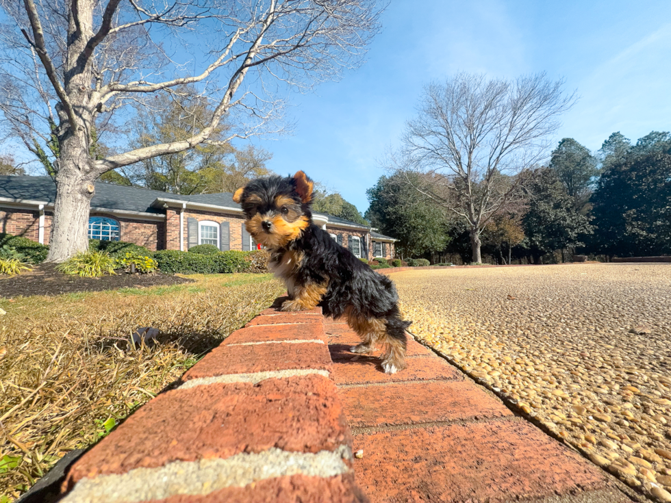 Cute Yorkie Purebred Puppy